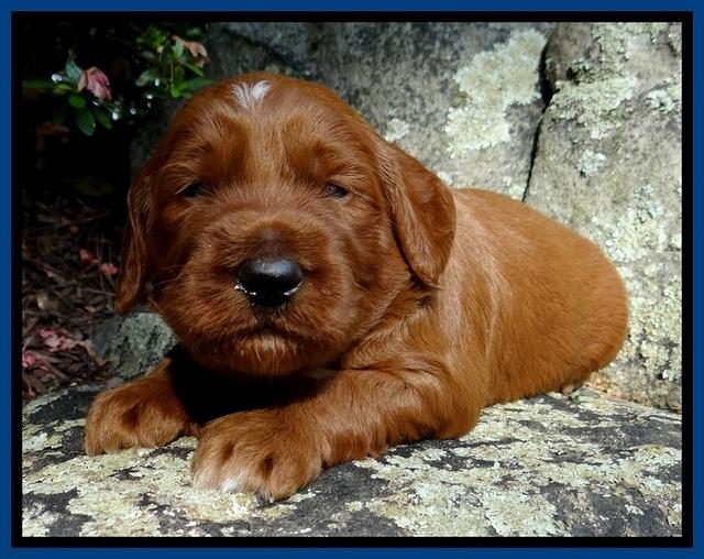 Dulcie Beckam pups 3 wks old 71