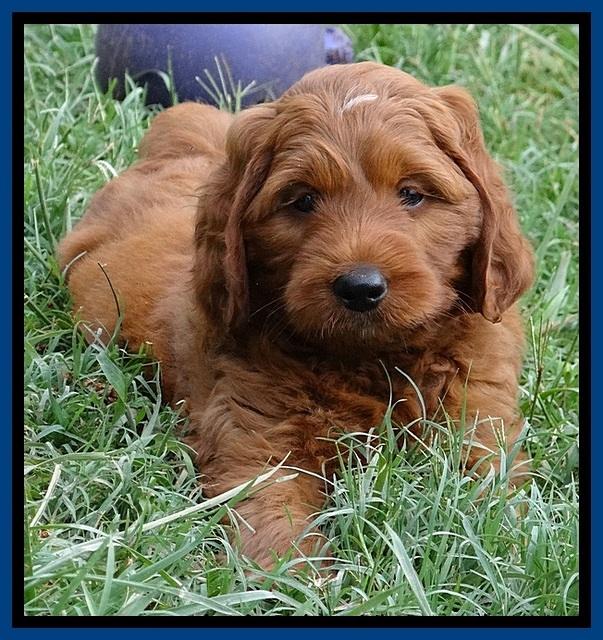 Dulcie Beckham pups 7 wks old 142