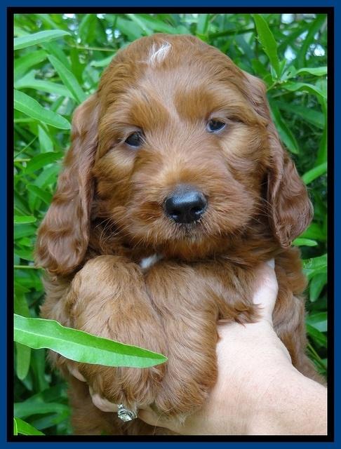 Dulcie Beckham pups 7 wks old 32