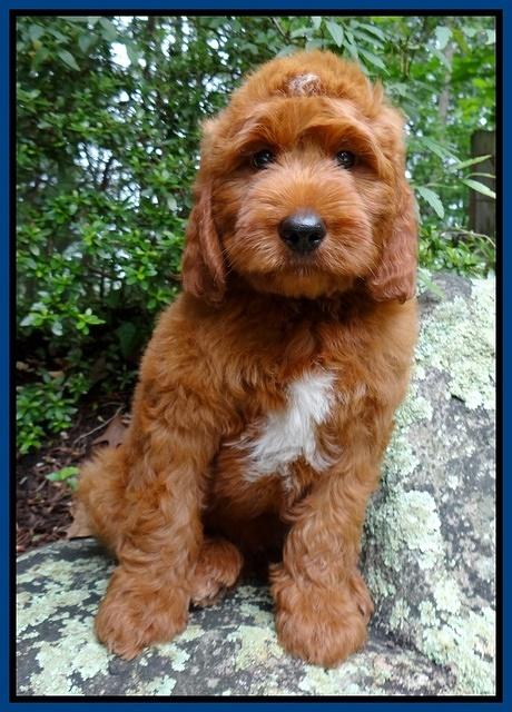 Dulcie Beckham pups 9 wks old 004