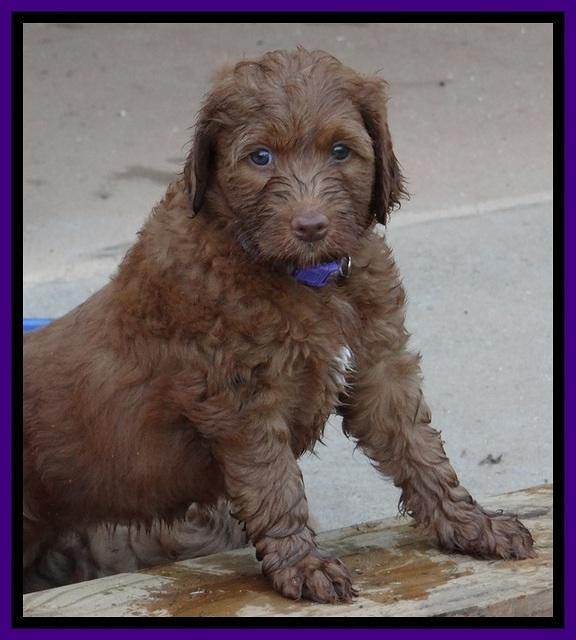 Dlucie Beckham pups 6 wks old 121