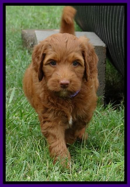 Dlucie Beckham pups 6 wks old 411