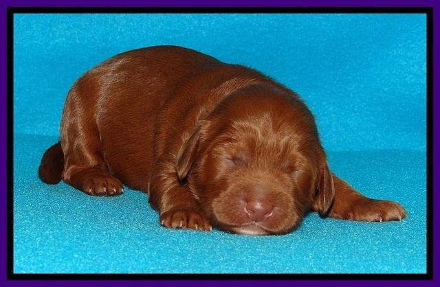 Dulcie Beckam pups 1 wk old 111