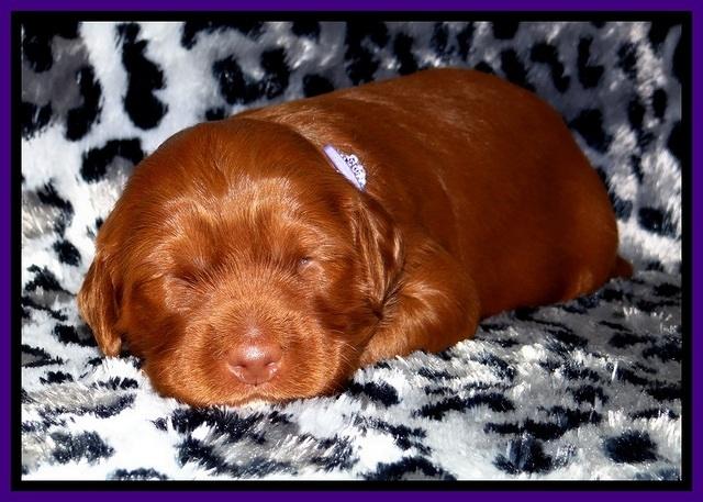 Dulcie Beckam pups 2 wks old 141