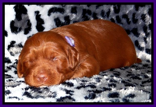 Dulcie Beckam pups 2 wks old 151