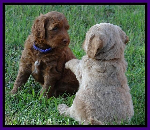 Dulcie Beckam pups 5 wks old 100