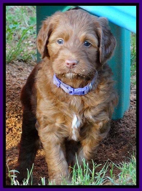Dulcie Beckam pups 5 wks old 140