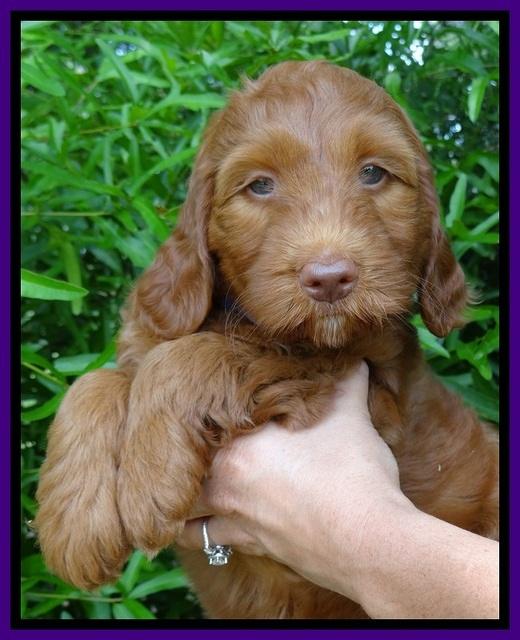 Dulcie Beckham pups 7 wks old 101
