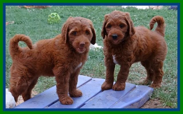 Dulcie Beckham pups 7 wks old 232