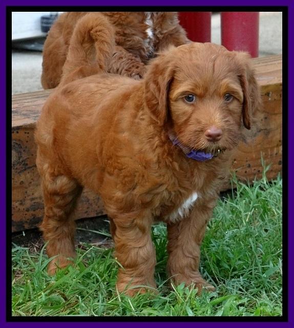 Dulcie Beckham pups 7 wks old 242