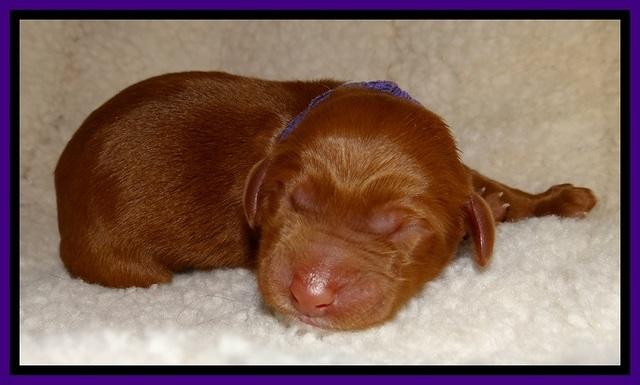 Dulcie Beckum pups newborn 51