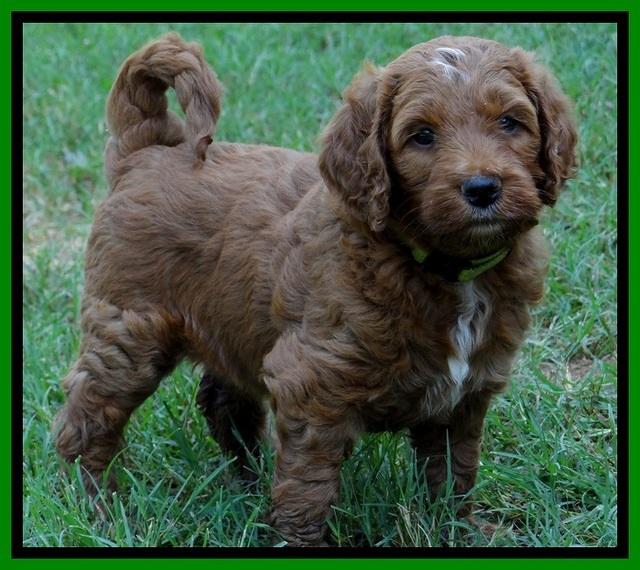 Dlucie Beckham pups 6 wks old 191
