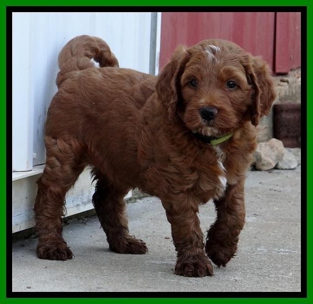 Dlucie Beckham pups 6 wks old 201