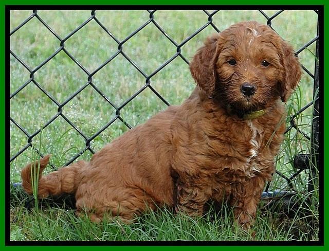 Dlucie Beckham pups 6 wks old 911