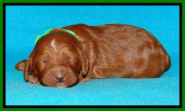 Dulcie Beckam pups 1 wk old 171