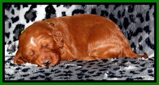 Dulcie Beckam pups 2 wks old 191