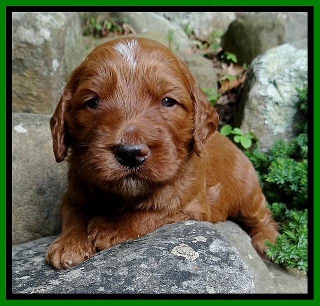 Dulcie Beckam pups 3 wks old 151