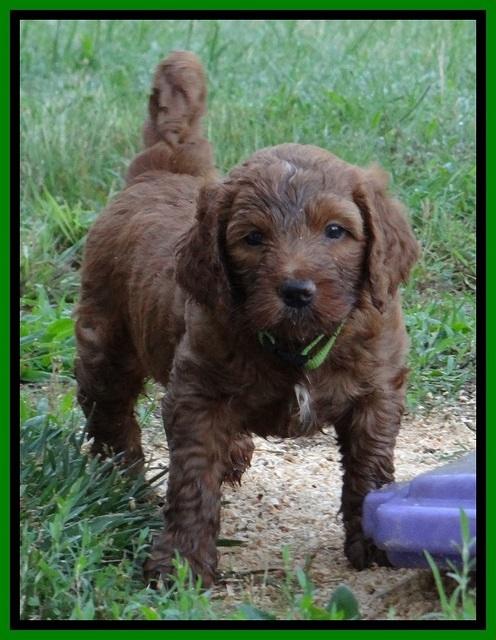 Dulcie Beckam pups 5 wks old 20