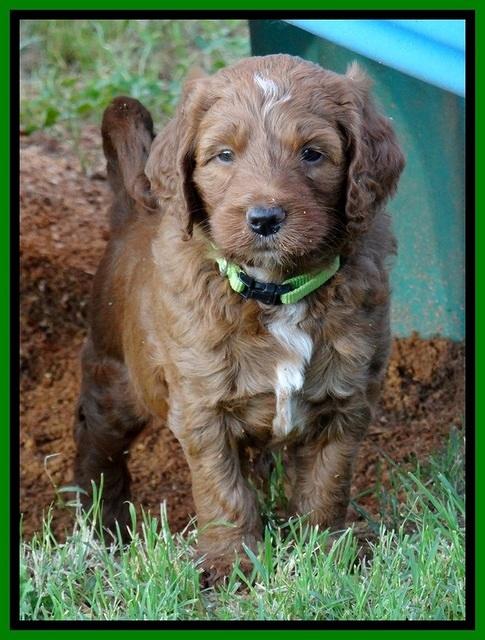 Dulcie Beckam pups 5 wks old 70