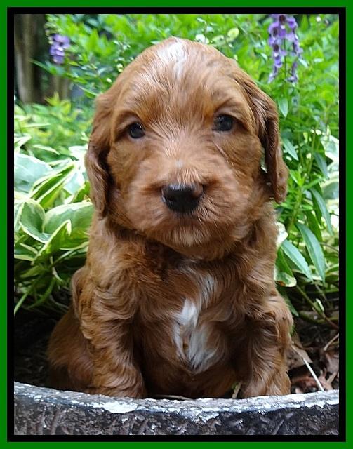 Dulcie Beckham pups 4 wks old 181