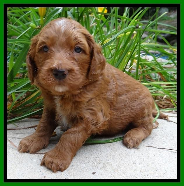 Dulcie Beckham pups 4 wks old 191