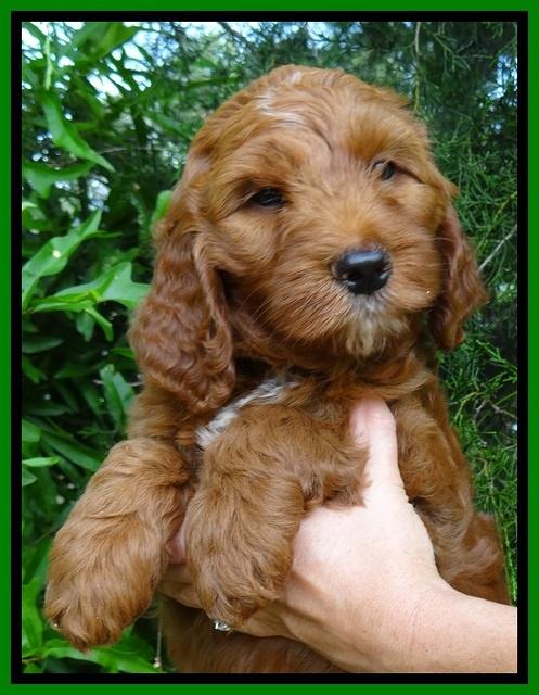 Dulcie Beckham pups 7 wks old 122