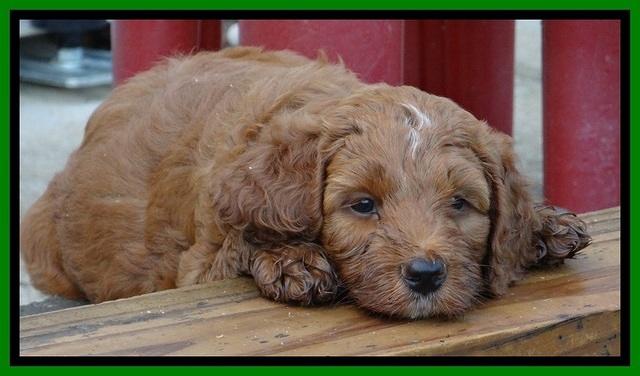 Dulcie Beckham pups 7 wks old 222