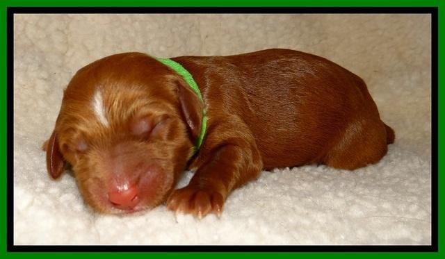 Dulcie Beckum pups newborn 111