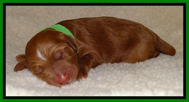 Dulcie Beckum pups newborn 121
