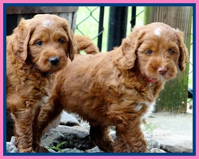 Dlucie Beckham pups 6 wks old 221