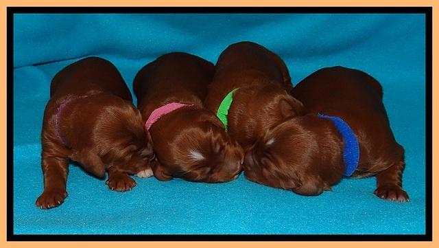 Dulcie Beckam pups 1 wk old 181
