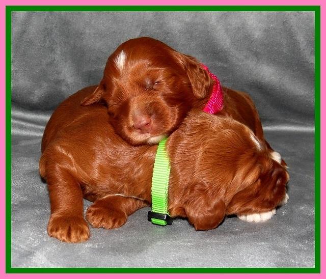 Dulcie Beckam pups 2 wks old 231