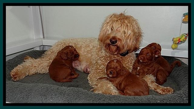 Dulcie Beckam pups 3 wks old 171