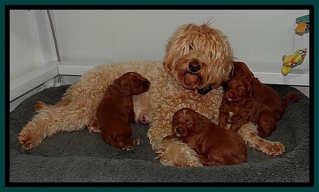 Dulcie Beckam pups 3 wks old 181