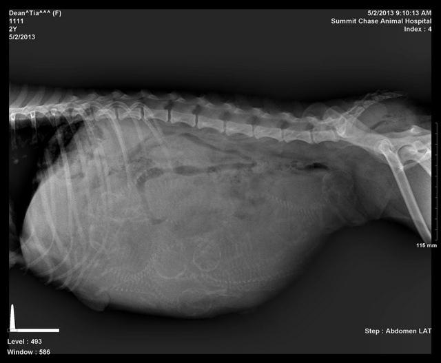 Tia preg xrays preg 3 Gus