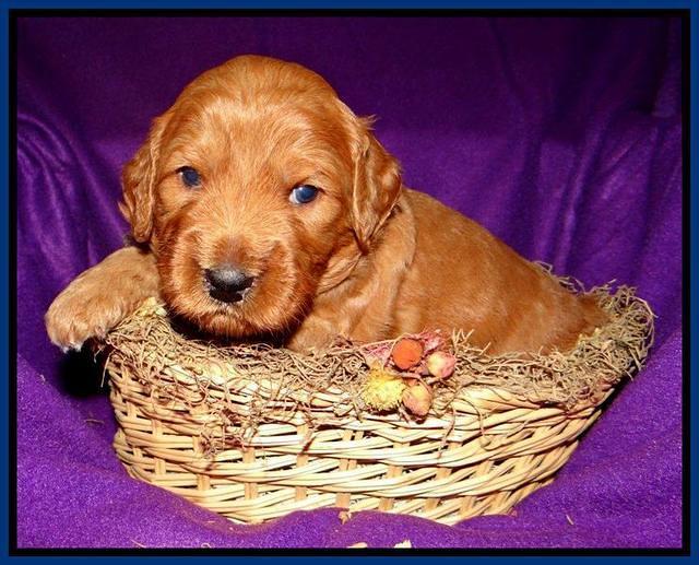 Blue 3 wks (2) (1)
