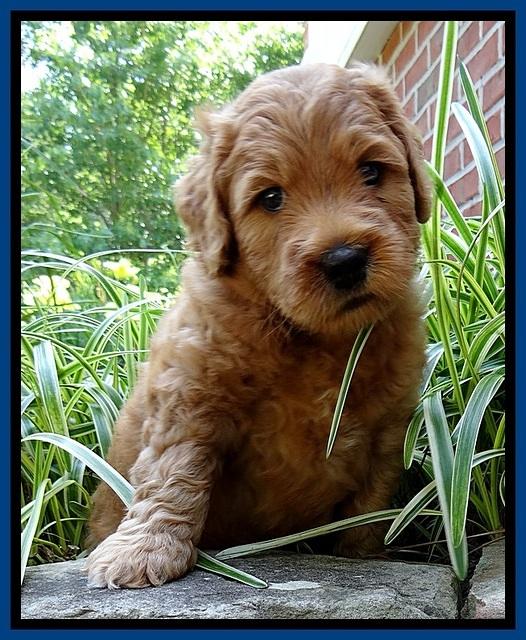 Tia Gus pups 5 wks old 30