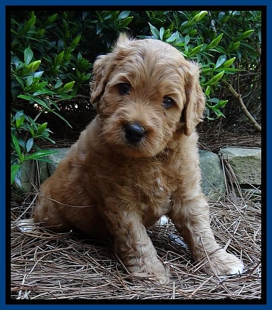 Tia Gus pups 5 wks old 40