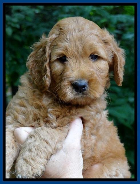 Tia Gus pups 6 wks old 121