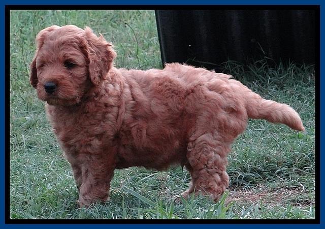 Tia Gus pups 7 wks old 111