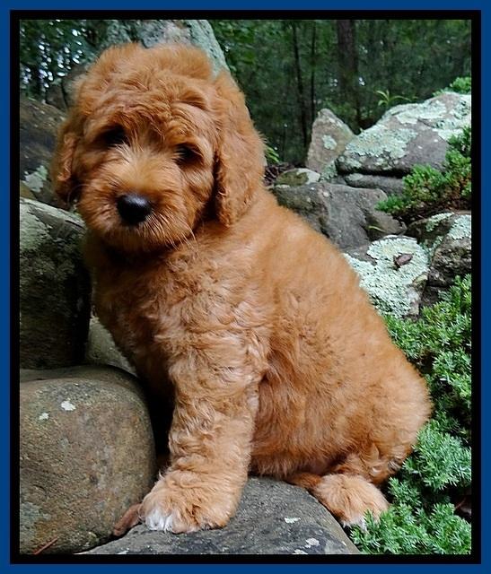 Tia Gus pups 8 wks old 102