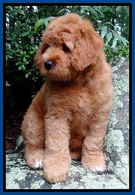 Tia Gus pups 8 wks old 42