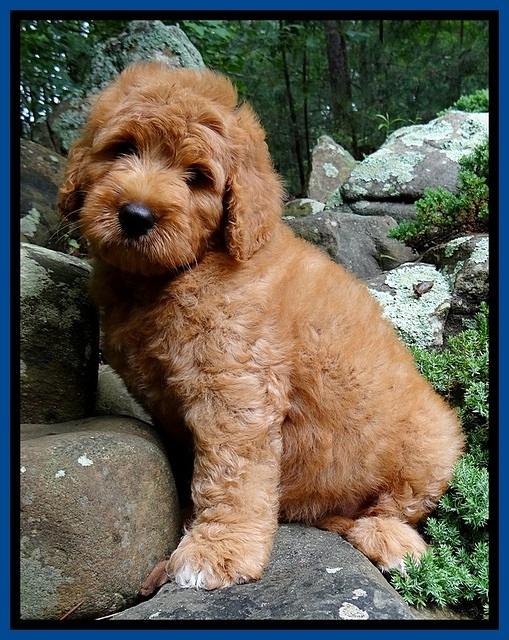 Tia Gus pups 8 wks old 62