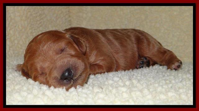 Tia Gus pups 1 wk old 171