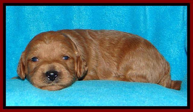 Tia Gus pups 2 wks old 190