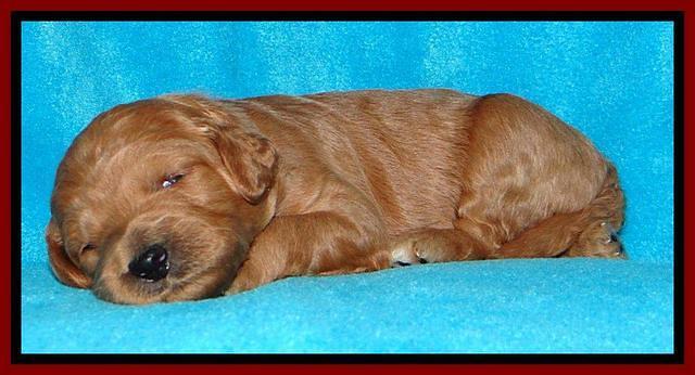 Tia Gus pups 2 wks old 200