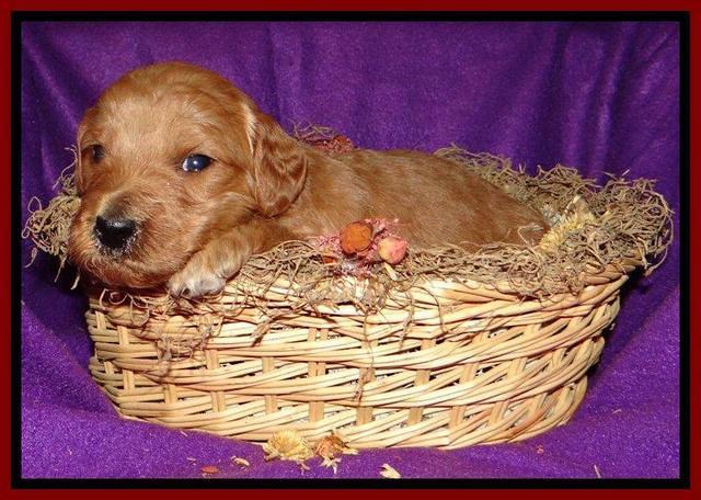 Tia Gus pups 3 wks old 161