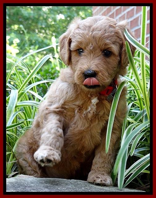 Tia Gus pups 5 wks old 60