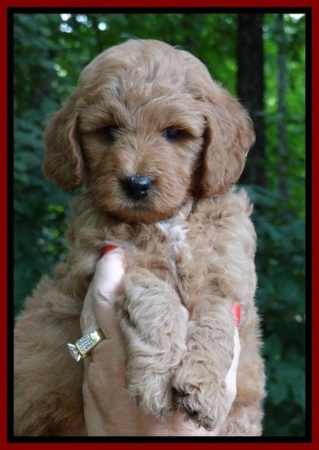 Tia Gus pups 6 wks old 41