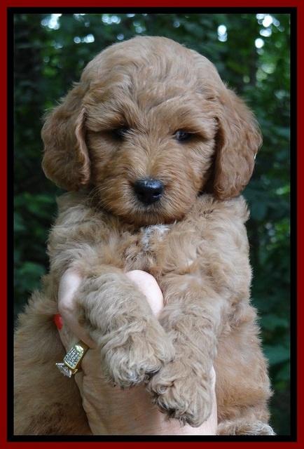 Tia Gus pups 6 wks old 61